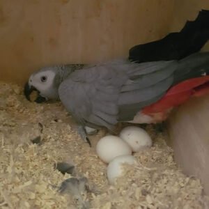 Buy African grey eggs online