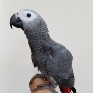 Buy African gray parrot online.