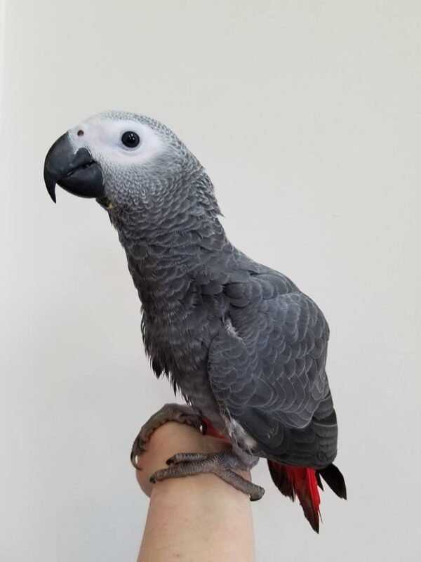 Buy African gray parrot online.