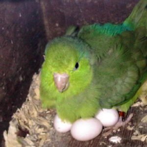 amazon parrot eggs for sale