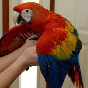 Buy Scarlet  Macaw parrots online