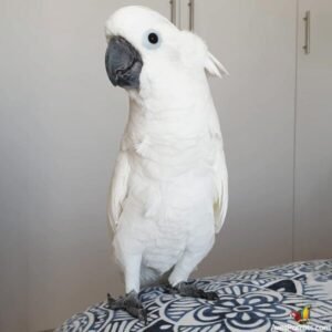 Buy umbrella cockatoo parrots online