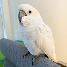 Bare-Eye-Cockatoo