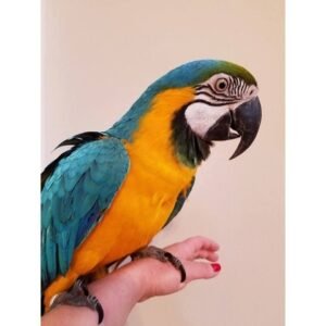 blue and gold macaw online