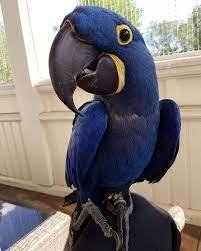 Hyacinth macaw for sale - DREAM PARROTS HOME