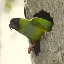 nanday conure for sale near me