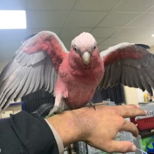 Rose breasted parrot