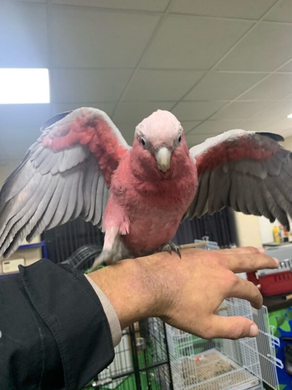 Rose breasted parrot