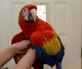 Scarlet Macaw parrot