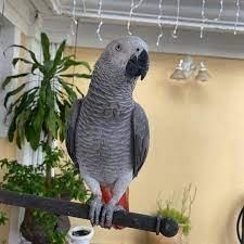 african grey parrot for sale