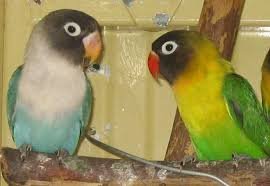 lovebirds for sale online