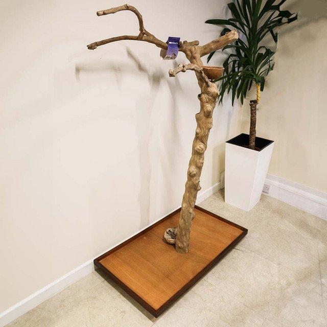 Java Duo Tree Play Stand.near me
